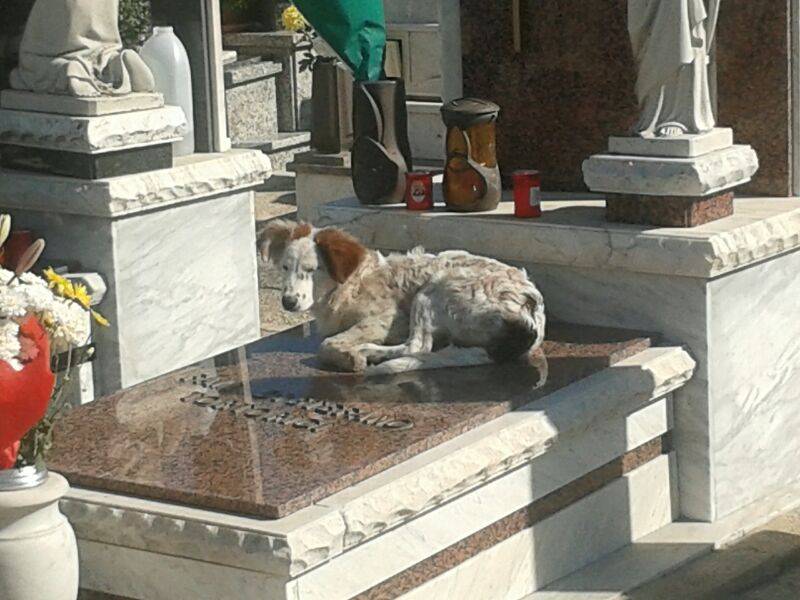 Immagine articolo: Nel giorno dei morti anche un cane visita l'ex padrone ormai defunto al cimitero