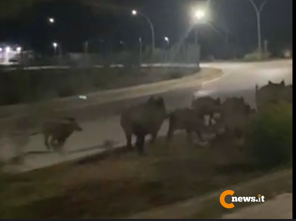Immagine articolo: (VIDEO) Branco di cinghiali nella circonvallazione di Triscina Immagine articolo: (VIDEO) Branco di cinghiali nella circonvallazione di Triscina