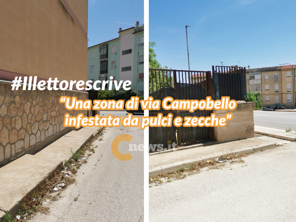 Immagine articolo: Il Lettore scrive: "Una zona di via Campobello completamente infestata da pulci e zecche" Immagine articolo: Il Lettore scrive: "Una zona di via Campobello completamente infestata da pulci e zecche"