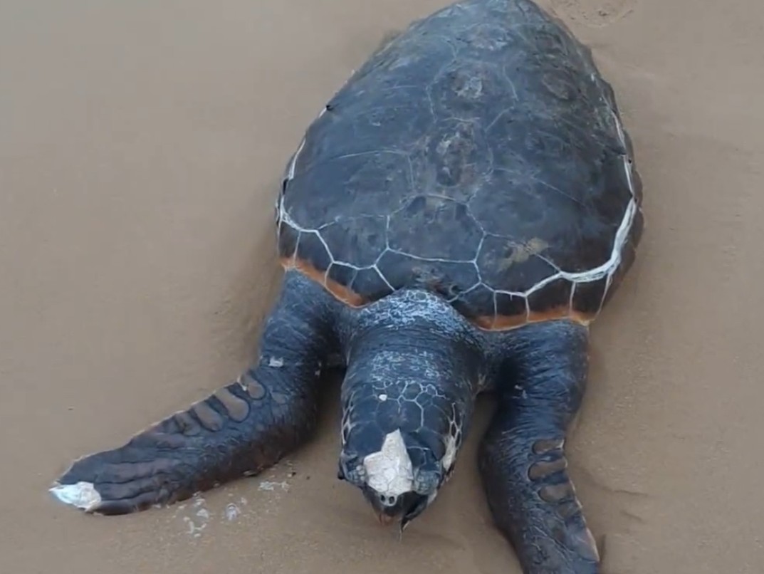 Immagine articolo: Tartaruga caretta caretta trovata morta sull’arenile di Triscina 