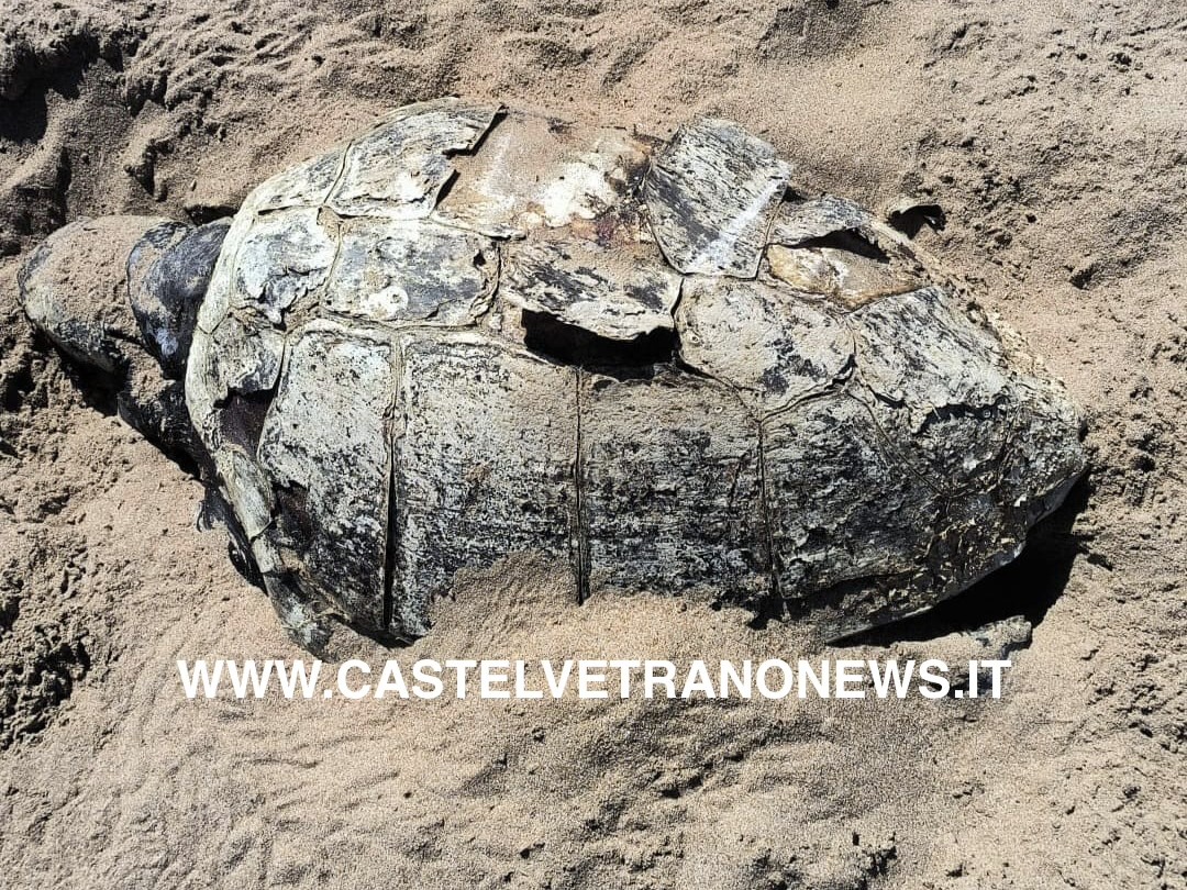Immagine articolo: Lettore scrive: “Segnalata ma non rimossa, il caso della Caretta caretta abbandonata alla Riserva del Belice”