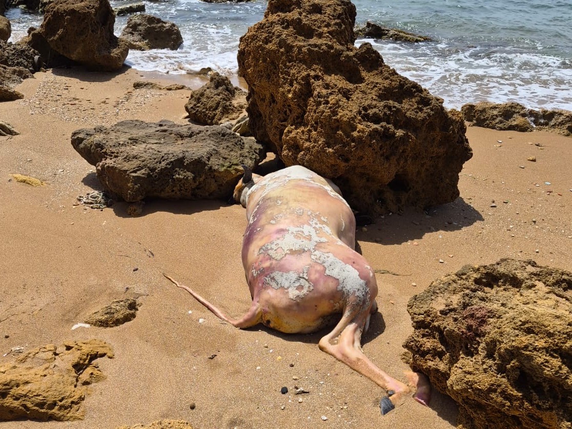 Immagine articolo: Marinella, giovane toro morto rinvenuto sulla spiaggia fra gli scogli. Difficoltose le operazioni di recupero Immagine articolo: Marinella, giovane toro morto rinvenuto sulla spiaggia fra gli scogli. Difficoltose le operazioni di recupero