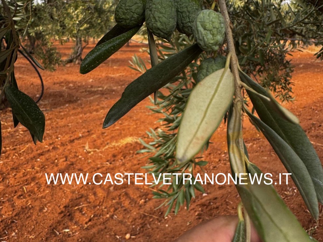 Immagine articolo: Crisi idrica, gruppo di agricoltori cita in giudizio il Consorzio di Bonifica Immagine articolo: Crisi idrica, gruppo di agricoltori cita in giudizio il Consorzio di Bonifica