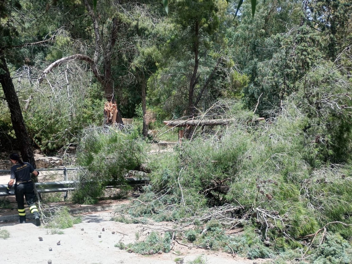 Immagine articolo: Salemi, due alberi cadono sulla carreggiata: nessun ferito Immagine articolo: Salemi, due alberi cadono sulla carreggiata: nessun ferito