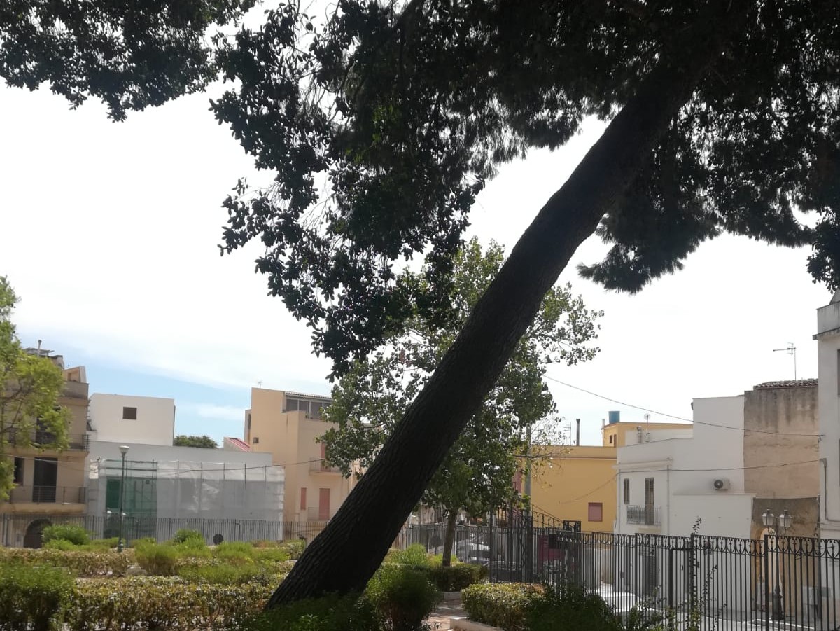 Immagine articolo: Il lettore scrive, "Alberi pericolosi, bisogna intervenire subito" Immagine articolo: Il lettore scrive, "Alberi pericolosi, bisogna intervenire subito"