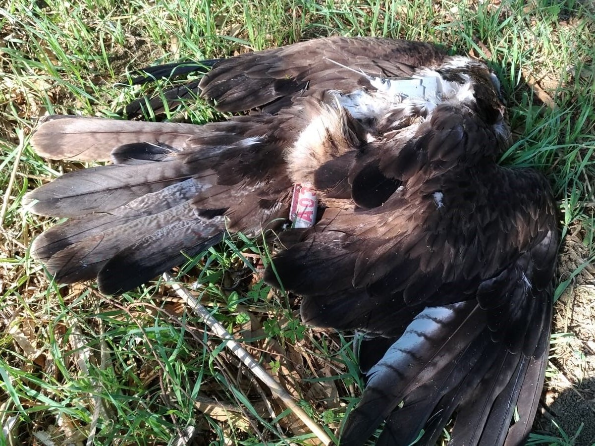 Immagine articolo: Animali, WWF: Ennesima Aquila di Bonelli uccisa illegalmente in Sicilia