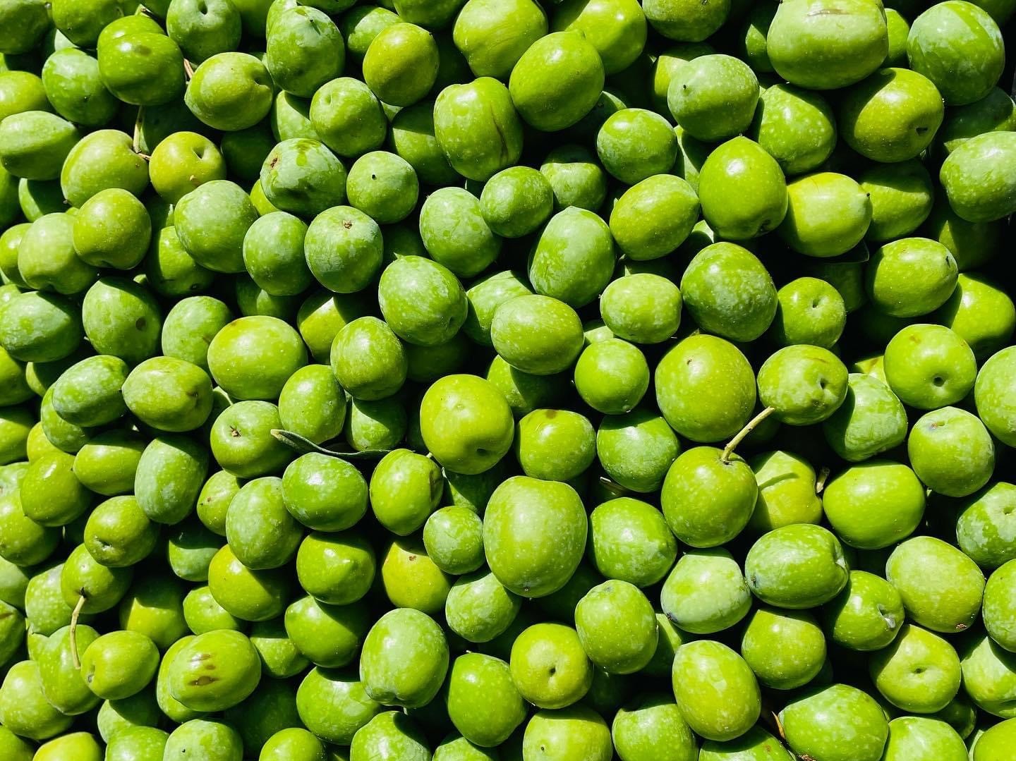 Immagine articolo: Campagna olivicola 2025: Coldiretti, produzione in aumento del 30% in tutta Italia