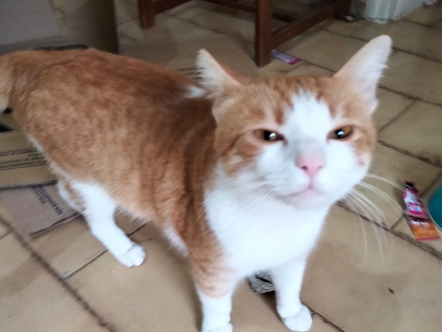 Immagine articolo: La curiosa storia del gatto Danilo, il micio con la badante Immagine articolo: La curiosa storia del gatto Danilo, il micio con la badante