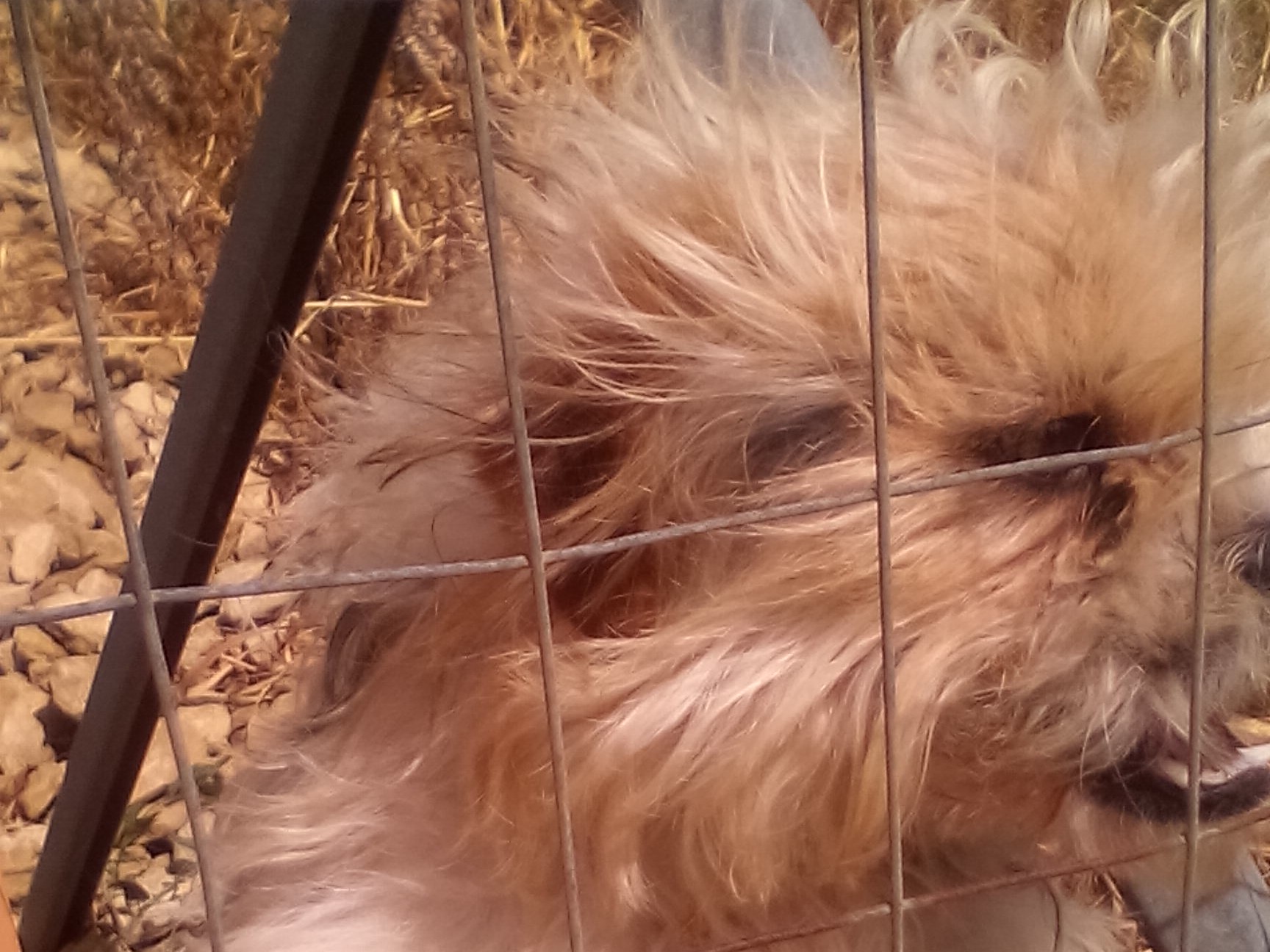 Immagine articolo: Castelvetrano, cane smarrito in contrada Latomie "cerca" il suo proprietario