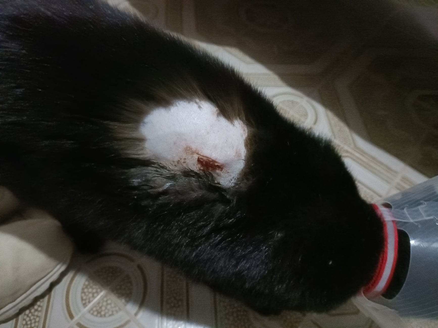 Immagine articolo: "La mia gattina presa a bastonate a Selinunte. Gesto ignobile". La denuncia di un lettore Immagine articolo: "La mia gattina presa a bastonate a Selinunte. Gesto ignobile". La denuncia di un lettore