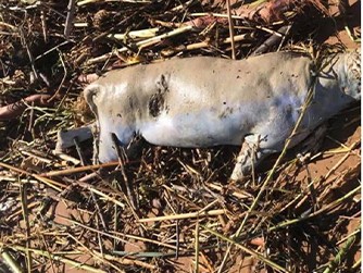 Immagine articolo: Il lettore scrive: "Da più di 10 giorni un cane morto sulla spiaggia di Triscina. Comune intervenga"