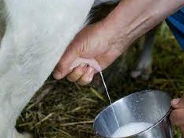 Immagine articolo: Agricoltura, istituito l'Albo regionale degli acquirenti di latte ovicaprino