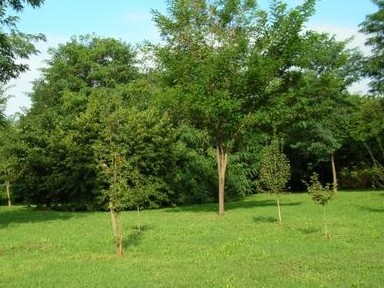 Immagine articolo: Castelvetrano: Grande partecipazione per il bando per la gestione delle aree verdi Immagine articolo: Castelvetrano: Grande partecipazione per il bando per la gestione delle aree verdi