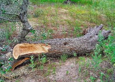 Immagine articolo: 17 ulivi tagliati in zona fontanelle. Si segue la pista del vicinato Immagine articolo: 17 ulivi tagliati in zona fontanelle. Si segue la pista del vicinato
