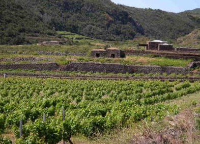 Immagine articolo: Terreno confiscato al boss Sansone andrà al Comune di Castelvetrano Immagine articolo: Terreno confiscato al boss Sansone andrà al Comune di Castelvetrano