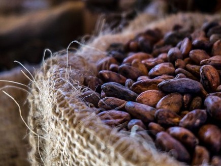Immagine articolo: I benefici del cacao amaro tra proprietà, benefici e valori nutrizionali Immagine articolo: I benefici del cacao amaro tra proprietà, benefici e valori nutrizionali