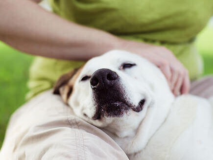 Immagine articolo: Il benessere che deriva dagli animali a 4 zampe. Ecco perchè sono veri e propri "antistress" Immagine articolo: Il benessere che deriva dagli animali a 4 zampe. Ecco perchè sono veri e propri "antistress"