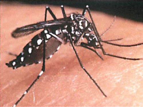 Immagine articolo: Prevenzione e controllo malattie trasmesse da zanzara tigre e zanzara comune