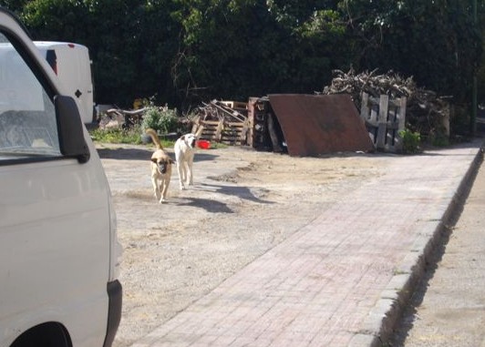 Immagine articolo: Cani in via Caravaglios, parla Liliana Signorello: "salvaguardiamo cittadini e animali"