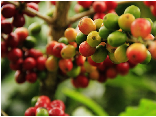 Immagine articolo: Una nuova università per perfetti barman in Etiopia Immagine articolo: Una nuova università per perfetti barman in Etiopia