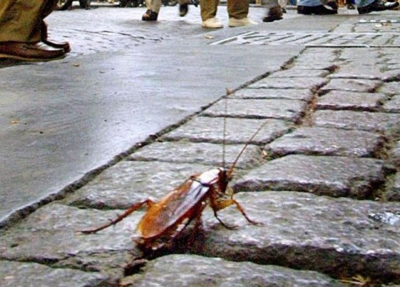 Immagine articolo: Partanna, Invasione di topi e scarafaggi. L'assessore Termini: "Presto nuova disinfestazione" Immagine articolo: Partanna, Invasione di topi e scarafaggi. L'assessore Termini: "Presto nuova disinfestazione"
