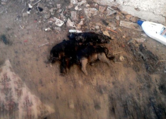 Immagine articolo: Tre cani bruciati ritrovati morti vicino al Magistrale Immagine articolo: Tre cani bruciati ritrovati morti vicino al Magistrale