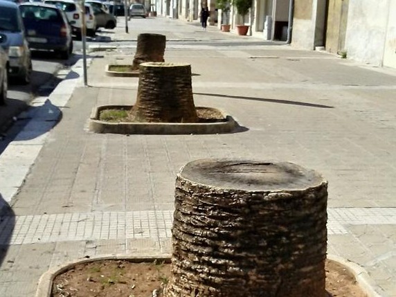 Immagine articolo: Il lettore scrive: “Castelvetrano non è più Palmosa Civitas a causa del punteruolo. In viale Roma numerosi abbattimenti” Immagine articolo: Il lettore scrive: “Castelvetrano non è più Palmosa Civitas a causa del punteruolo. In viale Roma numerosi abbattimenti”