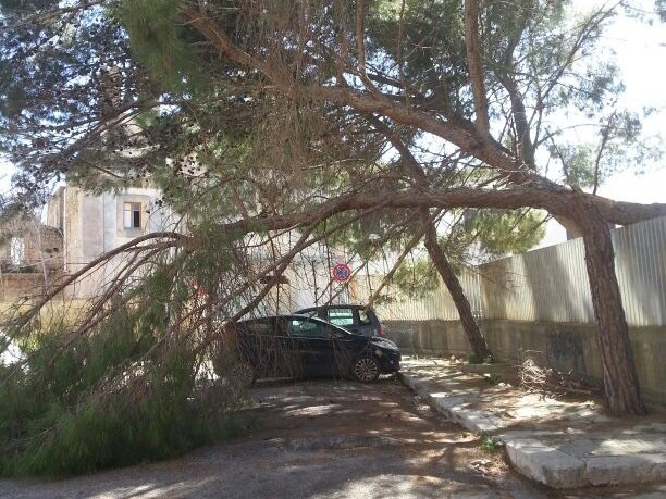 Immagine articolo: CVetrano, albero pericolante rischia di cadere sopra autovetture. Intervengono i Vigili del Fuoco