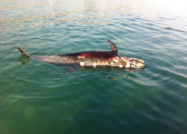 Immagine articolo: Due delfini morti nella costa di Selinunte. Probabili vittime della "palamita" Immagine articolo: Due delfini morti nella costa di Selinunte. Probabili vittime della "palamita"