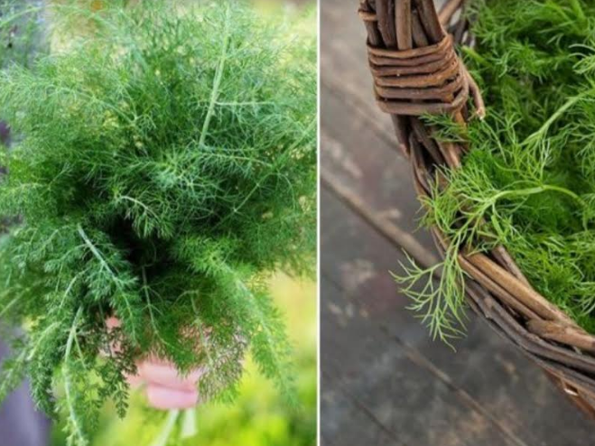 Immagine articolo: Le proprietà del finocchietto selvatico tra gusto e proprietà benefiche Immagine articolo: Le proprietà del finocchietto selvatico tra gusto e proprietà benefiche