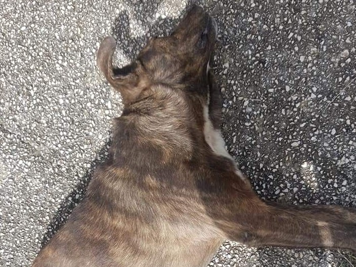Immagine articolo: Partanna, mamma cagna e il suo cucciolo investiti e uccisi nei pressi del ponte nella via della Resistenza Immagine articolo: Partanna, mamma cagna e il suo cucciolo investiti e uccisi nei pressi del ponte nella via della Resistenza