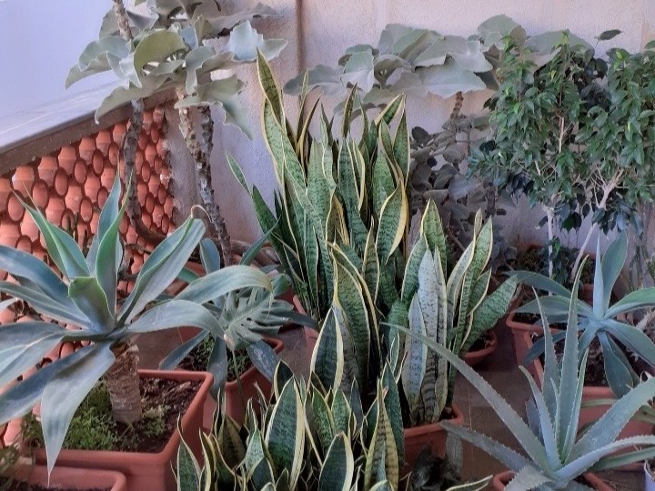 Immagine articolo: Marinella, tra mare, templi e natura: l’idea di un piccolo paradiso botanico in piazza Stazione