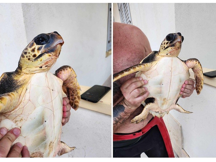Immagine articolo: Triscina, surfista recupera una tartaruga caretta caretta avvolta da una lenza Immagine articolo: Triscina, surfista recupera una tartaruga caretta caretta avvolta da una lenza