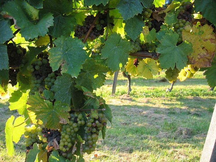 Immagine articolo: "Comparto vitivinicolo siciliano escluso dai sostegni Siccità 2024", la denuncia de "I Guardiani del Territorio" Immagine articolo: "Comparto vitivinicolo siciliano escluso dai sostegni Siccità 2024", la denuncia de "I Guardiani del Territorio"