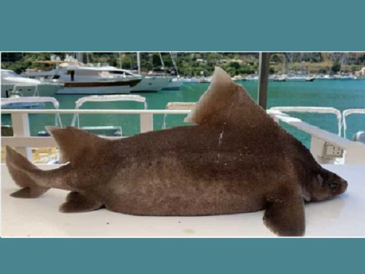 Immagine articolo: Squaletto angolato di quasi 4 chili pescato nel mare trapanese Immagine articolo: Squaletto angolato di quasi 4 chili pescato nel mare trapanese