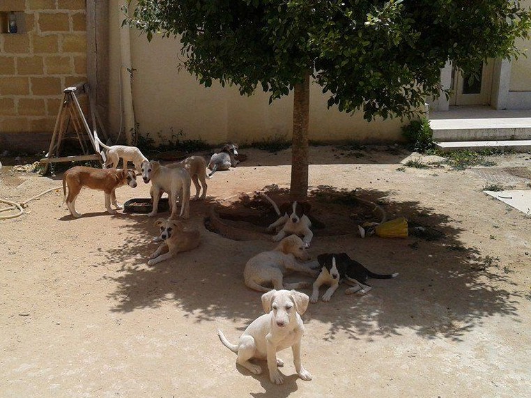 Immagine articolo: Castelvetrano, donna si prende cura di animali. Minacciata dai vicini Immagine articolo: Castelvetrano, donna si prende cura di animali. Minacciata dai vicini