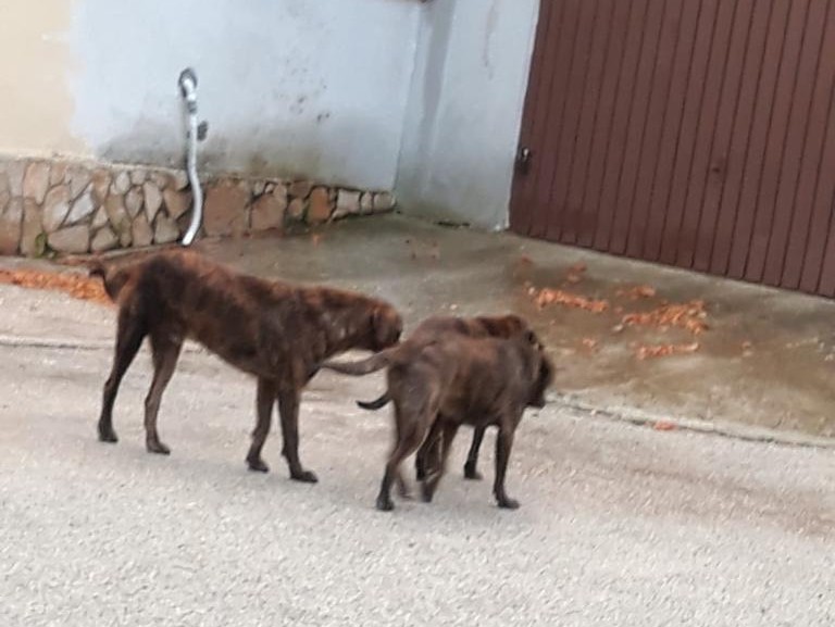 Immagine articolo: Partanna, giovane 30enne aggredita da tre cani. Necessarie le cure in Ospedale Immagine articolo: Partanna, giovane 30enne aggredita da tre cani. Necessarie le cure in Ospedale