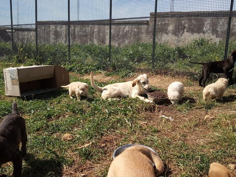 Immagine articolo: New entries al rifugio per cani di Partanna. Ben 7 cuccioli giocherelloni da adottare Immagine articolo: New entries al rifugio per cani di Partanna. Ben 7 cuccioli giocherelloni da adottare