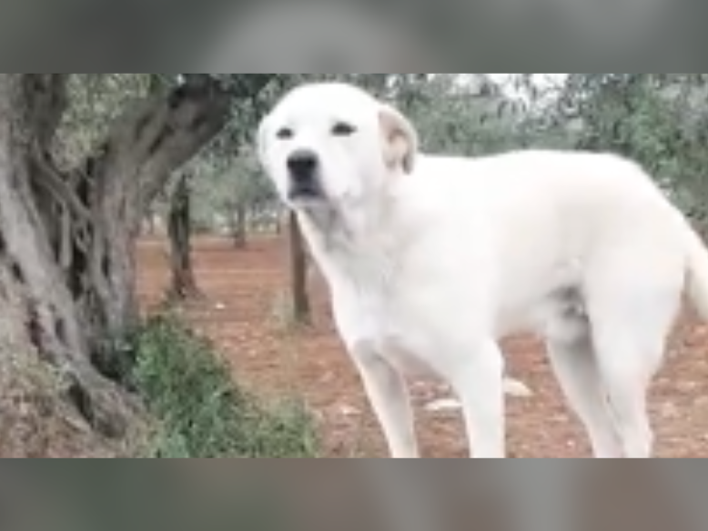 Immagine articolo: Castelvetrano, la triste storia di Why. Un mese ad aspettare chi lo aveva abbandonato, poi l'avvelenamento Immagine articolo: Castelvetrano, la triste storia di Why. Un mese ad aspettare chi lo aveva abbandonato, poi l'avvelenamento