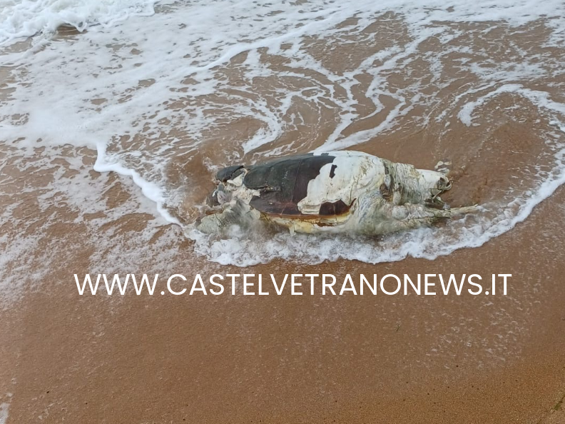 Immagine articolo: Caretta Caretta spiaggiata ritrovata sull'arenile a Marinella Immagine articolo: Caretta Caretta spiaggiata ritrovata sull'arenile a Marinella