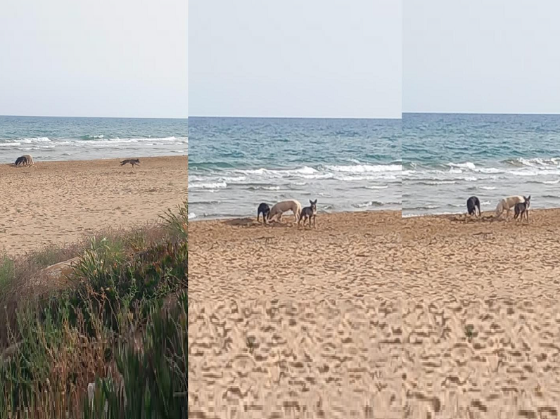Immagine articolo: Il Lettore scrive: "Randagi seminano il panico in spiaggia a Tre Fontane" Immagine articolo: Il Lettore scrive: "Randagi seminano il panico in spiaggia a Tre Fontane"