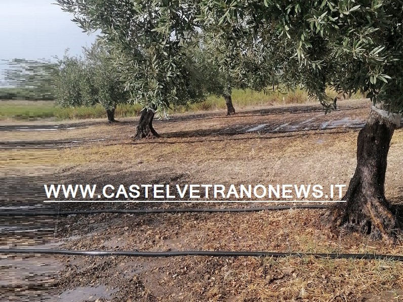 Immagine articolo: Il lettore scrive: "Acqua in zona Fenice agli ulivi nonostante rotture e furti. Grazie all'instancabile lavoro degli operai Consorzio" Immagine articolo: Il lettore scrive: "Acqua in zona Fenice agli ulivi nonostante rotture e furti. Grazie all'instancabile lavoro degli operai Consorzio"