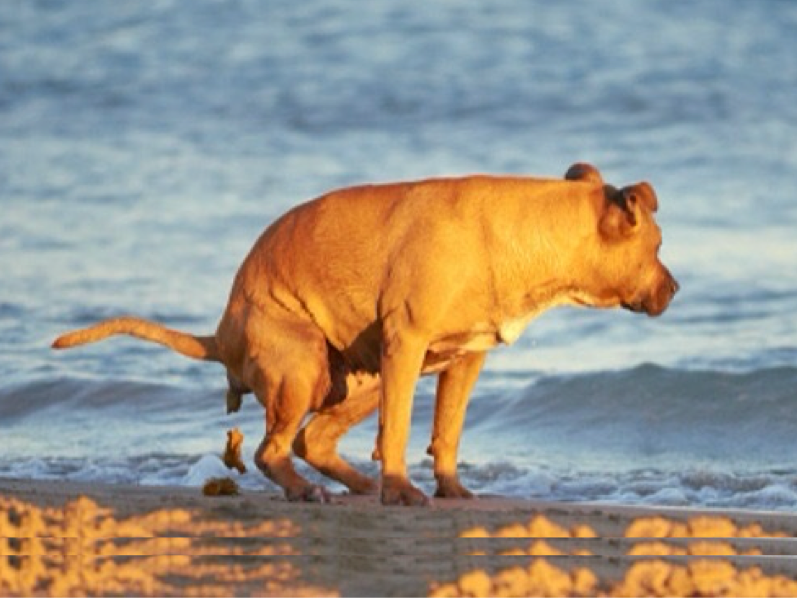 Immagine articolo: Il lettore scrive: "I cani in spiaggia a Triscina fanno i loro bisogni ed i proprietari guardano senza raccogliere" Immagine articolo: Il lettore scrive: "I cani in spiaggia a Triscina fanno i loro bisogni ed i proprietari guardano senza raccogliere"