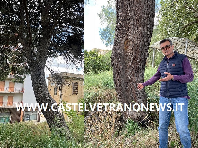 Immagine articolo: Lettore scrive: “Pino a rischio caduta al Parco delle Rimembranze”