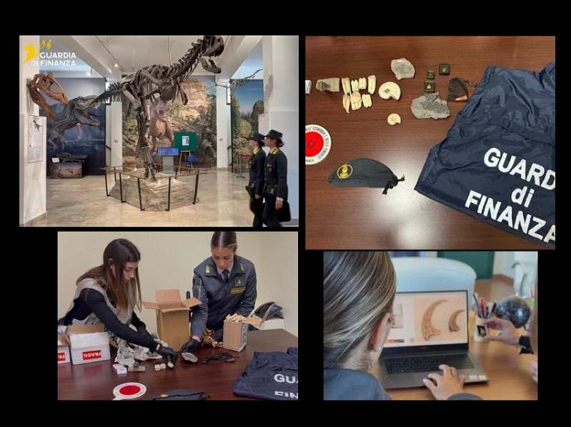 Immagine articolo: Sequestrati fossili illegali, affidati al Museo Gemmellaro Immagine articolo: Sequestrati fossili illegali, affidati al Museo Gemmellaro
