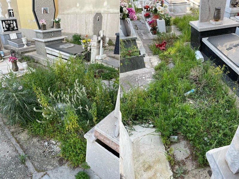 Immagine articolo: Il lettore scrive: "Al Cimitero erbacce stanno per coprire alcune tombe" Immagine articolo: Il lettore scrive: "Al Cimitero erbacce stanno per coprire alcune tombe"