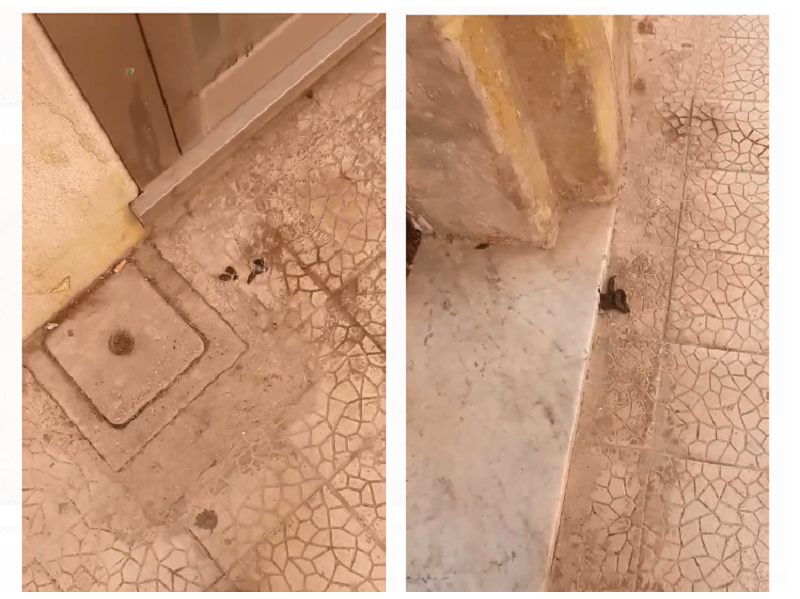 Immagine articolo: I "bisogni" dei cani in strada, segnalazioni da Castelvetrano e Marinella Immagine articolo: I "bisogni" dei cani in strada, segnalazioni da Castelvetrano e Marinella