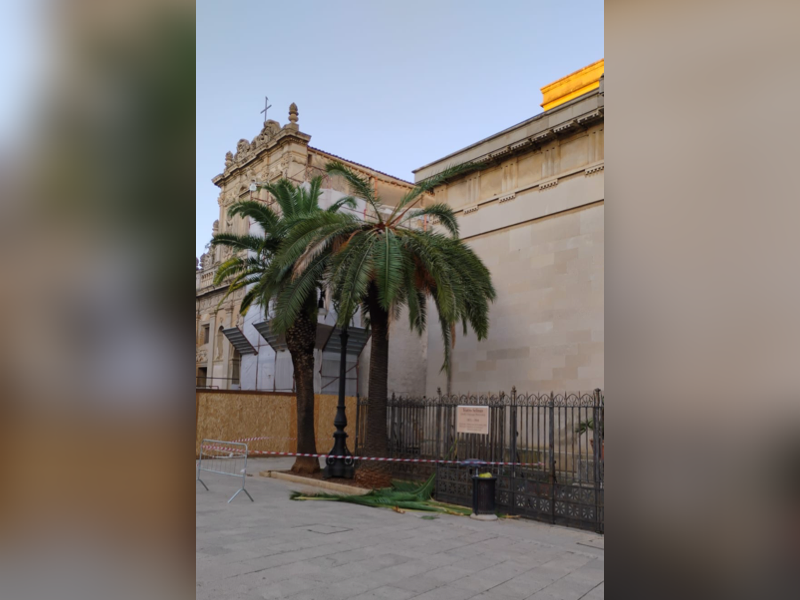 Immagine articolo: Il lettore scrive, intervento urgente necessitano le palme del Teatro Selinus Immagine articolo: Il lettore scrive, intervento urgente necessitano le palme del Teatro Selinus