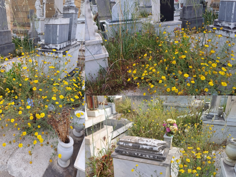 Immagine articolo: Lettore scrive, continuano le segnalazioni sullo stato del Cimitero Immagine articolo: Lettore scrive, continuano le segnalazioni sullo stato del Cimitero