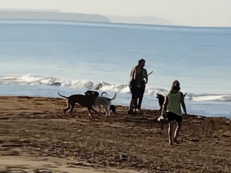 Immagine articolo: Il lettore scrive: "Impossibile fare una passeggiata in spiaggia a Triscina, cani lasciati liberi dai padroni"